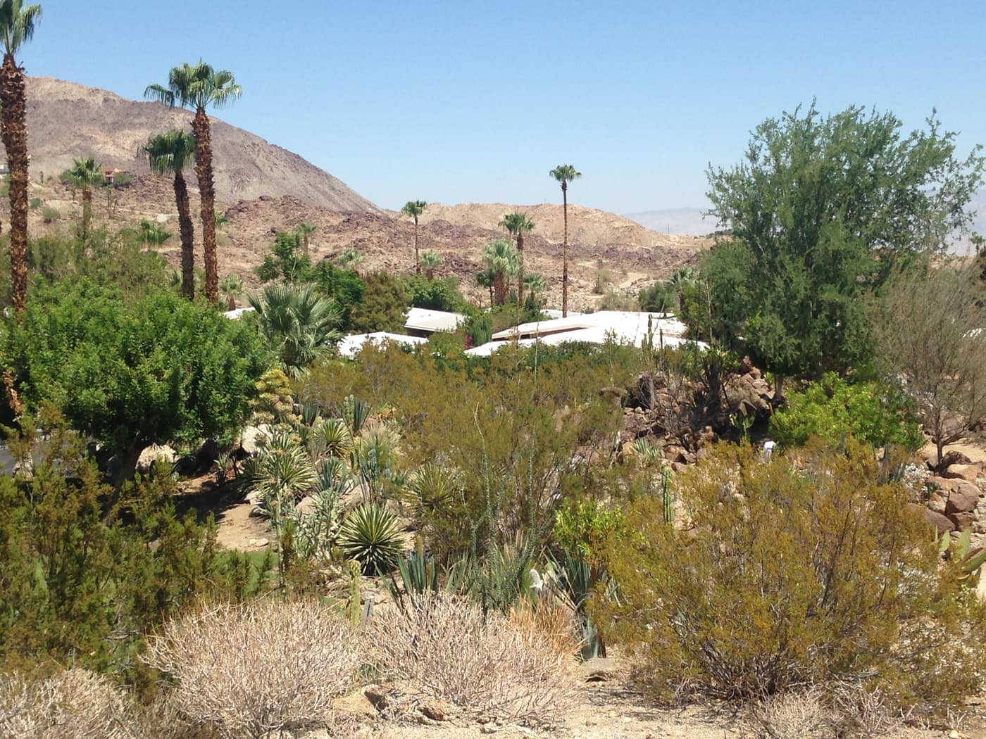 Desert plants and palm trees at Silver Spur