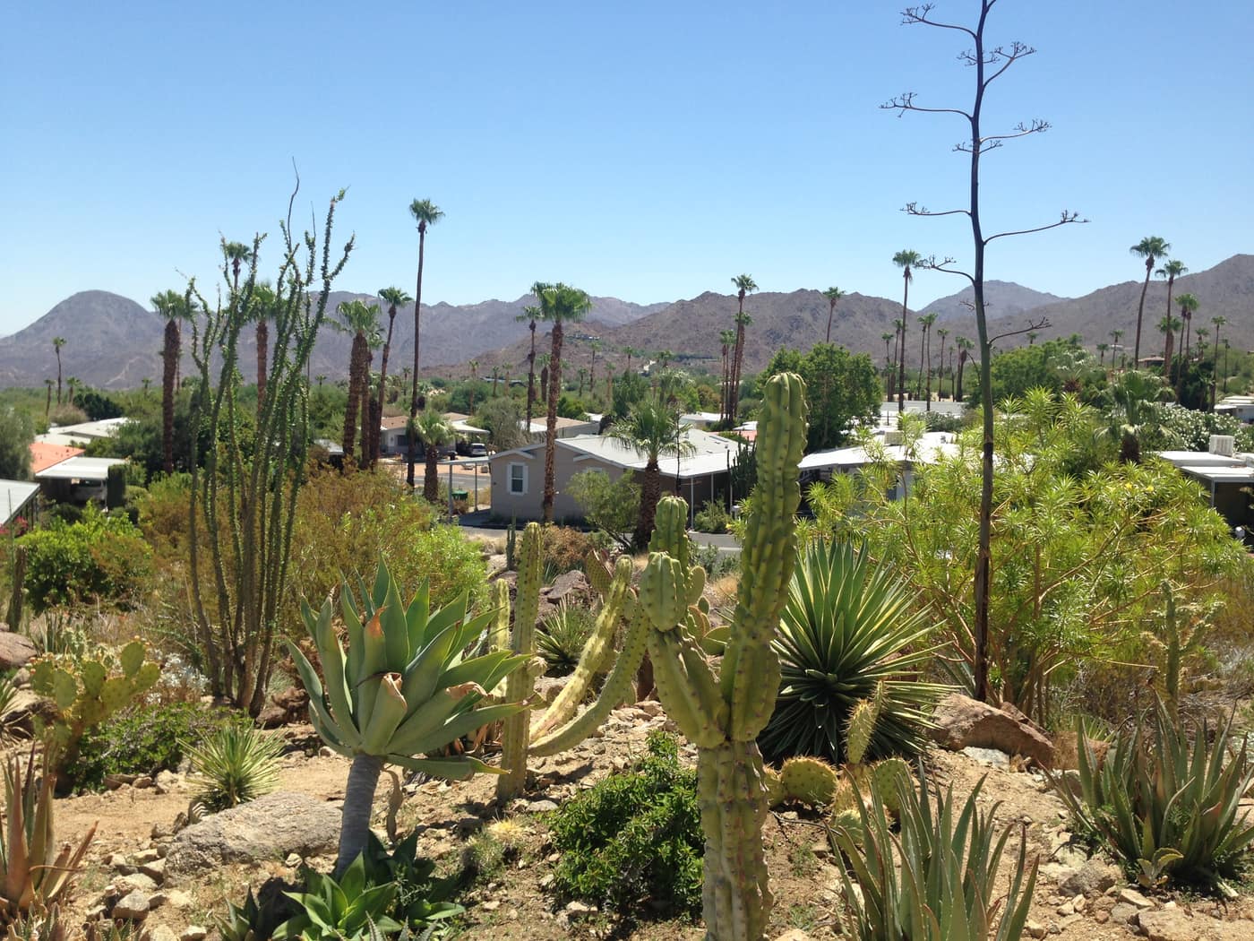 Cactus garden path at Silver Spur