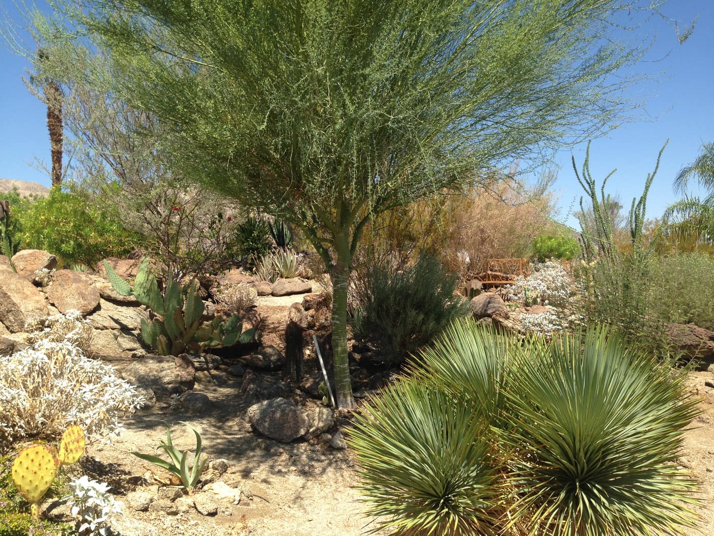 Blooming desert garden with mountains