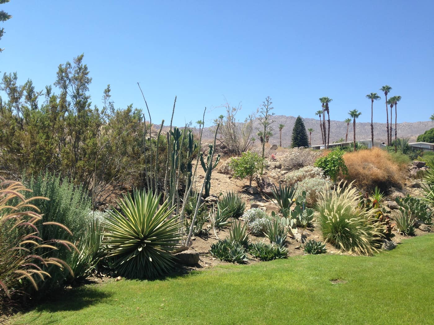Desert garden landscaping