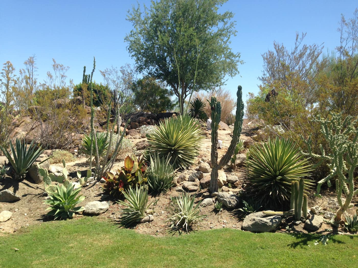 Mature palms and desert plants